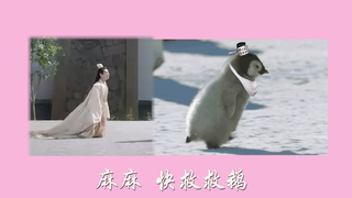 【罗云熙】【润玉/容齐】为什么受伤的总是本企鹅