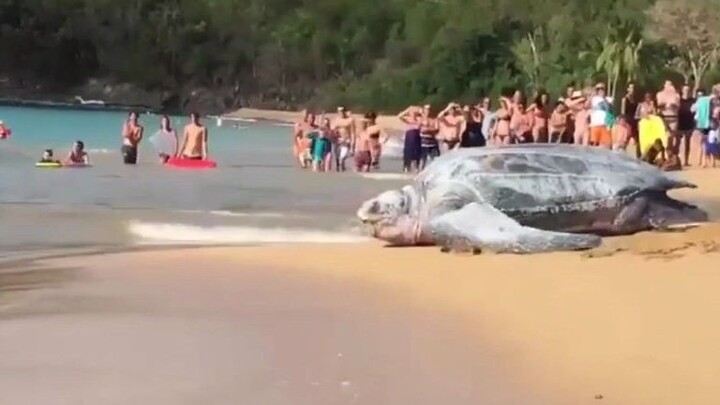 The largest sea turtle - giant leatherback turtle