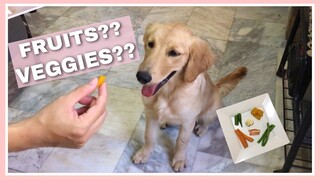 Dog Tries Fruits and Vegetables (WILL SHE EAT IT?) | Golden Retriever