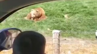 在tiktok上斩获了几百万点赞的憨憨大熊：“兄弟姐妹们，又给俺送面包来了啊。”🐻 (tt: jaidon_chander)