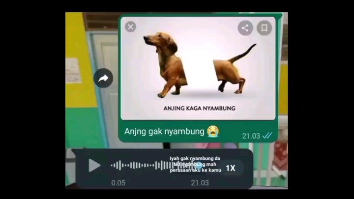 macam macam jenis anjing 🐕