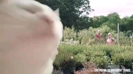 Cat vibing to different songs