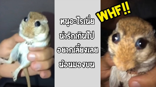 รวมคลิปตลกๆ : นี่มันหนูหรือเอเลี่ยนเนี่ย!!??