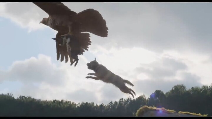 Strays _ Official 2023 watch full movie link in description