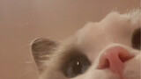 趁我去洗澡猫自己打开在ipad里录了一段视频