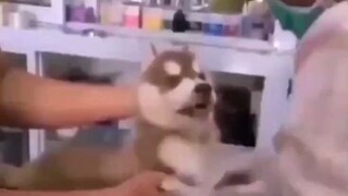 A dog that can sing Bad Romance