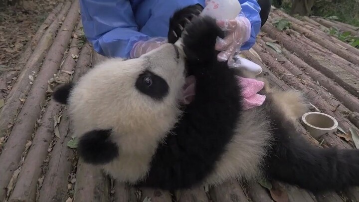 [Animals]A panda is eating with a feeding bottle and a bib