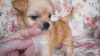 Chó dễ thương cute 5 | Chó mèo dễ thương đáng yêu | Pet cute | Mr A Lơ