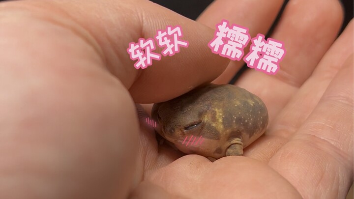 谁能拒绝一只长眼睛的脏脏包啊