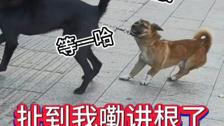 【Shi Lang i】The latest video is here—come check it out!