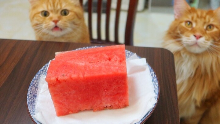 第一次见到金枪鱼中腹的橘猫，眼睛都瞪大了！