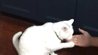 A smart, silly but persistent cat