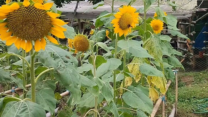 Sunflower with the Bee😍😍🥰