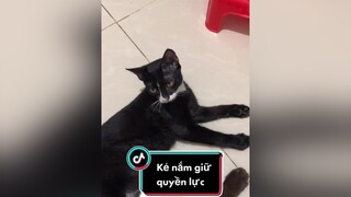 Ai quyền lực nhất trong gia đình này mèo meow Nguyenhoanghaidang meocute langmeotiktok lovepet cat catvideo catsoftiktok