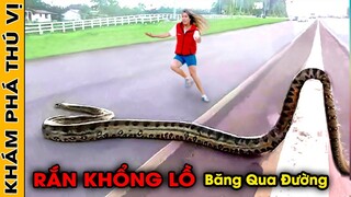 🔥8 Đoạn Video Là Bằng Chứng Chứng Minh "Rắn Khổng Lồ" Thực Sự Tồn Tại Được Con Người Bắt Gặp | KPTV