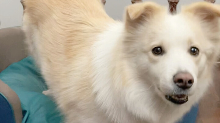 When it comes to raising dogs, the lazier the owner is, the smarter the dog tends to be.