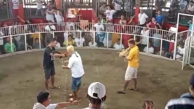 white gold 2x winner