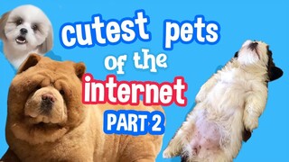 Cutest Pets of the Internet (Part 2)