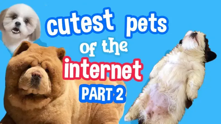 Cutest Pets of the Internet (Part 2)