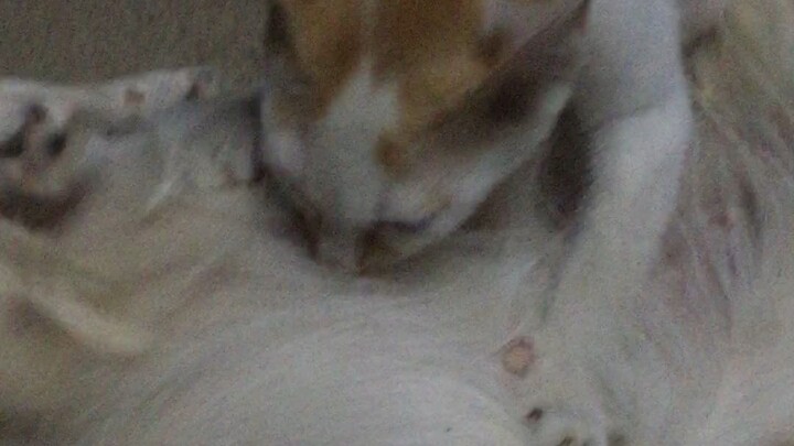 Nice animals