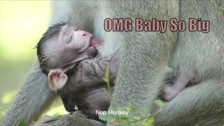 Update Jane : OMG Jane Why Your Baby So Big, Janna Healthy But She Need Much Milk For Growing