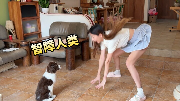 Nghe nói chó cưng tương tác kiểu này à? Mời bạn khám phá thành viên mới của gia đình chúng ta!