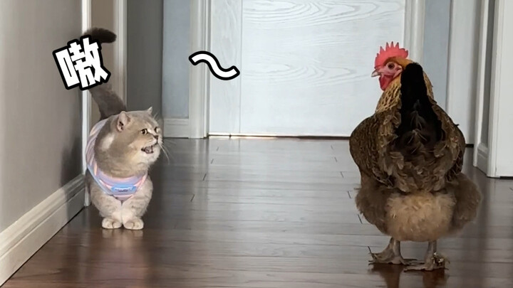 What’s so scary about a hen?