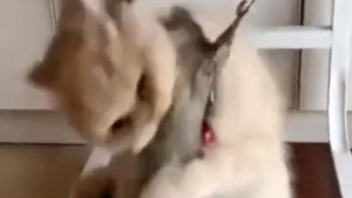 Tikus: Kamu keluar aja udah bisa bikin aku kecebur air liur, terus mau ngapain lagi?