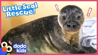 Rescued Seal Does The Funniest Thing When Defending Her Bathtub | Dodo Kids | Rescued!