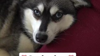 Do you think Skye can tell? 🤔 LearnOnTikTok pregnancy dogs