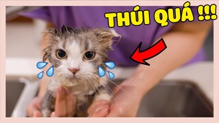 ĐẾN LƯỢT BÉ MÈO BÔNG CẦN PHẢI TẮM RỒI! | The Happy Pets #91