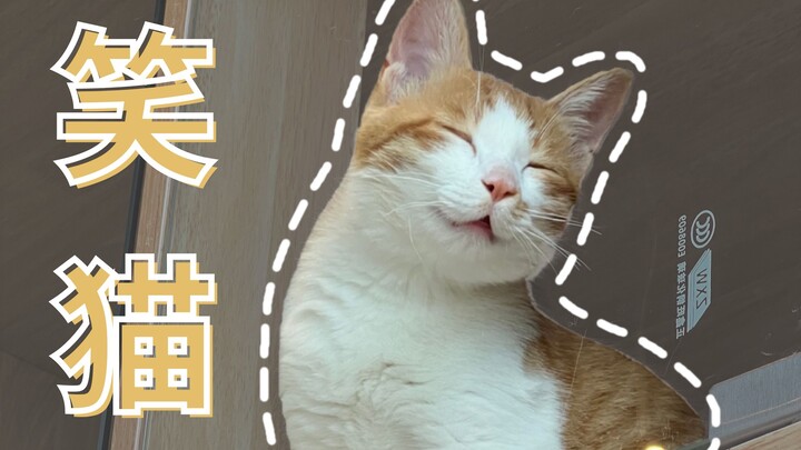Menemukan seekor kucing yang suka tersenyum, untungnya benar-benar beruntung!