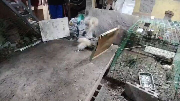 kanawayon hatch smallbantex 1xwinner