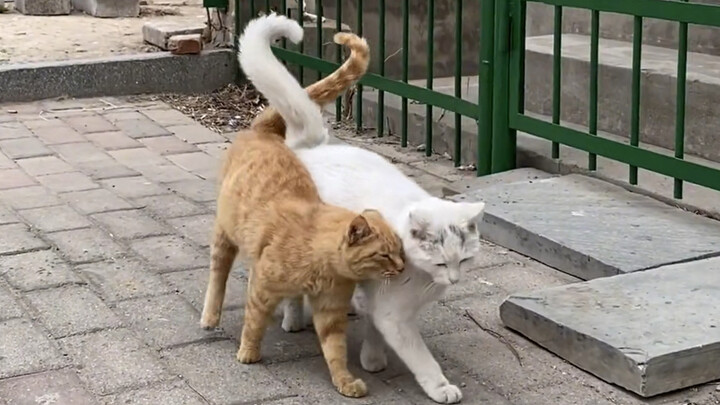 Thích quá cái khoảnh khắc chúng tựa đầu vào nhau thật ăn ý.