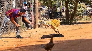 Fake Tiger vs Sleeping Dog funny video 2021