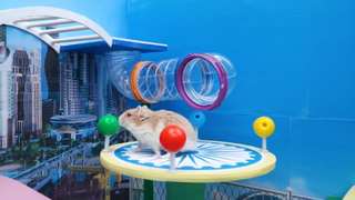 ภารกิจของหนูแฮมสเตอร์ ep 11 สระว่ายน้ำ