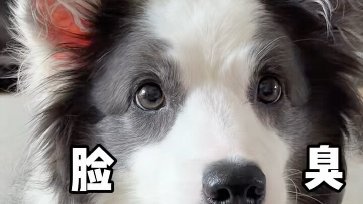Raising a Border Collie means you have to read its mood.