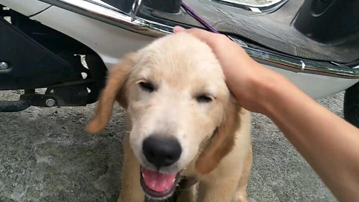 When I try to play with other people's dogs secretly