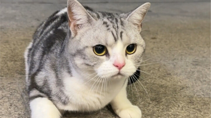 Tolong bantu aku awasin kucingnya, aku segera kembali!