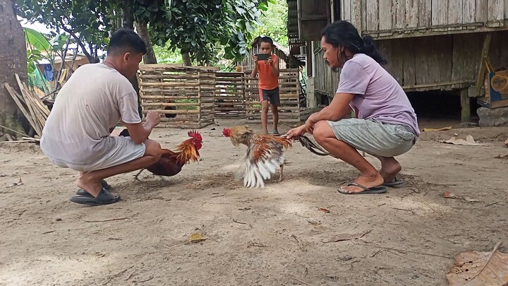 Dome Bulik vs  Melsim Hatch