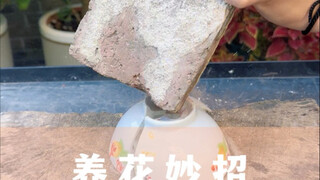 รวมเคล็ดลับการปลูกดอกไม้ ทั้งสะดวกและสบายใจ