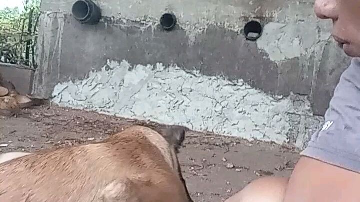 Dogo