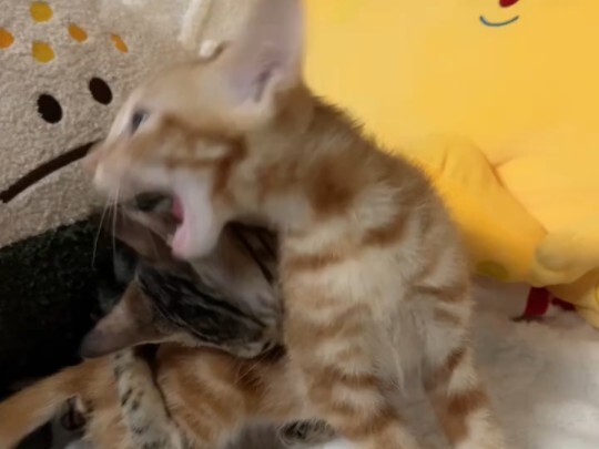 It’s a fight! It’s a fight!