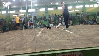 first fight