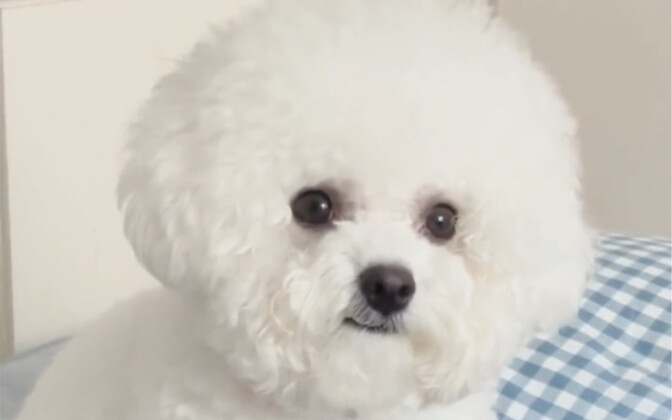 PUA Puppy: Is it because you’re just not cute enough?