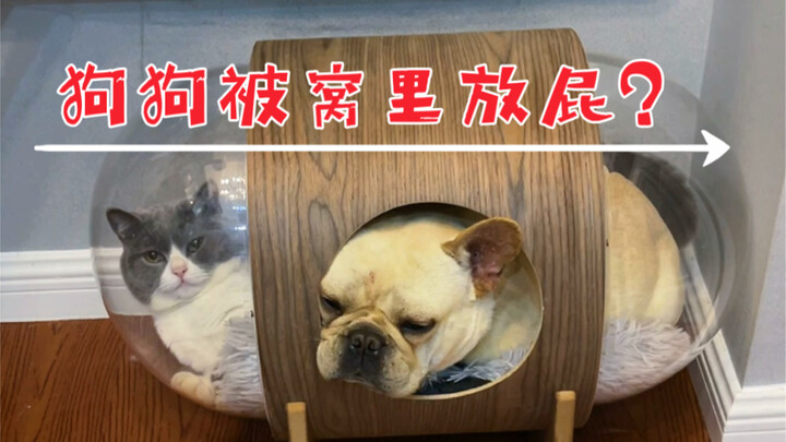 Chú mèo George: Giờ em xì hơi trong chăn thì anh còn chịu được, nhưng mà xì hơi chặn cửa thì quá đán