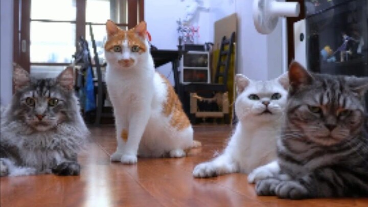 Have you learned the magical spell to call cats?