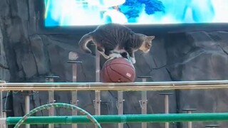 第一次去看小猫表演，被它可爱到了哈哈！