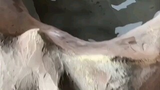 Singa kecil yang sejak kecil diberi harapan besar, setelah menjadi raja singa tetap saja di mata san