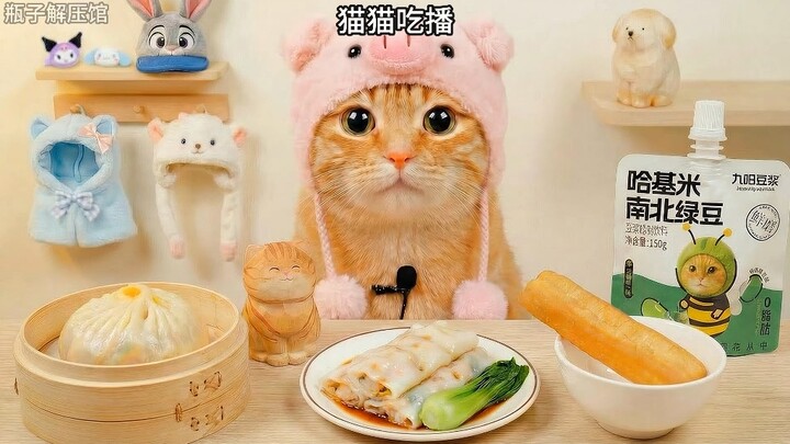 Koki the Cat’s Mukbang Feeds!